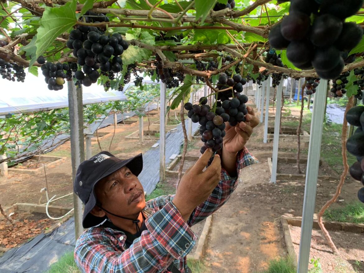 Kerap Jadi Tempat Pembuangan Sampah, Lahan Ini Disulap Warga Jadi Kebun Anggur